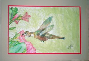 Dennis Hummingbird Rufous